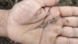 Pheromone Trap With Pectinophera Gossypilla Lure (10 Pack) Trap and Lure, Complete Set for Cotton Pink Bollworm, Protects Crops From Harmful Pests 5