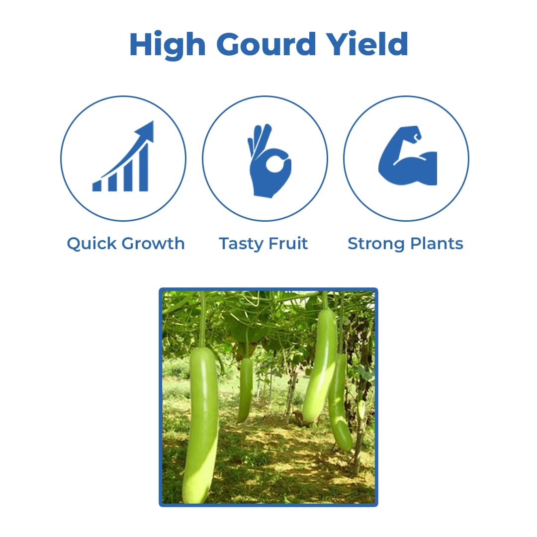 Farmson FB Vamgold F1 Hybrid Bottle Gourd Seeds, High Yielding Variety, Dark Green Uniform Glossy - Image 3