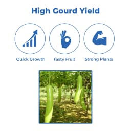 Farmson FB Vamgold F1 Hybrid Bottle Gourd Seeds, High Yielding Variety, Dark Green Uniform Glossy 3