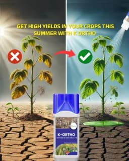 Katyayani K-Ortho Orthosilicic Acid (OSA) 2% PGR, Enhanced Crop Health and Resilience 2