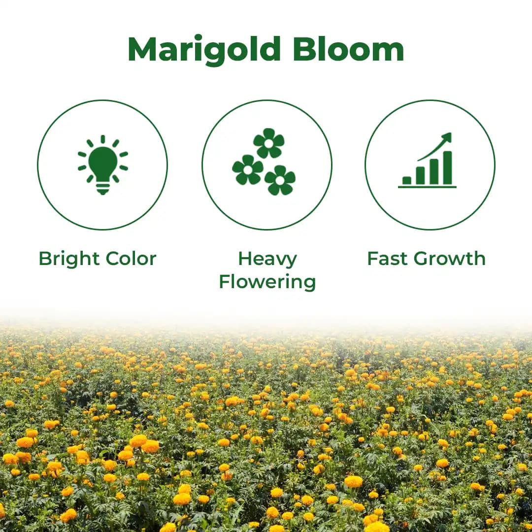 Indus Marigold Ashtagandha Plus Seeds Genda Fool Seeds Orange Colour Flower, Dark Green Leaves, Pink Stems - Image 3