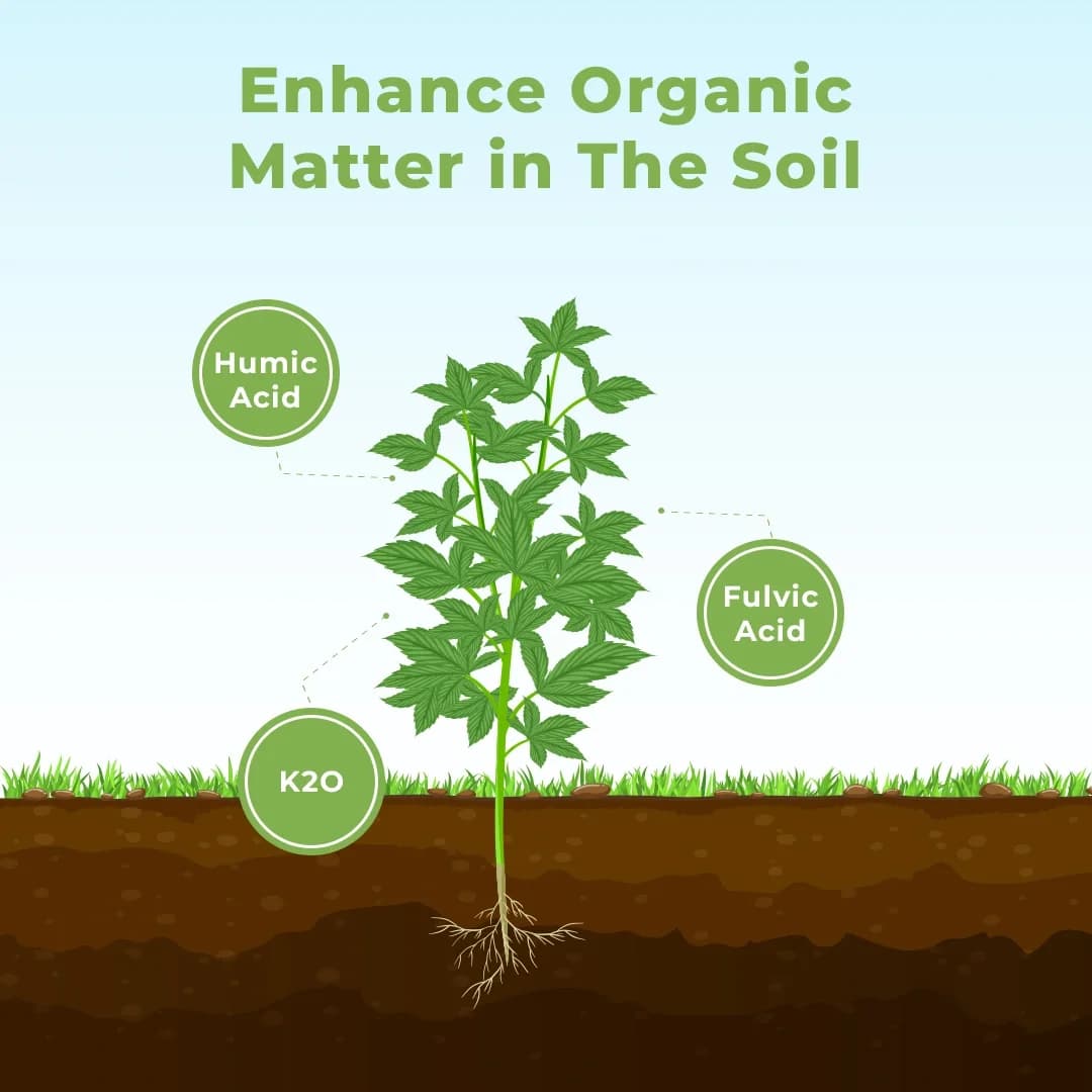 HUBEL - Humic Acid 98% Potassium Humate, Suitable for All Crops, Enhances Root Mass, Brix Level, and Plant Growth - Image 3