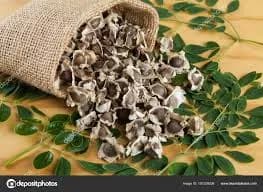 SK ORGANIC ODC3 Moringa Seeds, High Yielding Moringa Variety Seeds 100% Authentic - Image 7