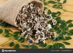 SK ORGANIC ODC3 Moringa Seeds, High Yielding Moringa Variety Seeds 100% Authentic 7