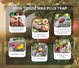 चिपकू - फ्रूट फ्लाई ल्यूर (बैक्ट्रोसेरा डोर्सालिस) के साथ फेरोमोन मैक फिल ट्रैप, एवोकाडो, केला, करेला, साइट्रस, कॉफी, अमरूद, मैकाडामिया, आम के लिए 5