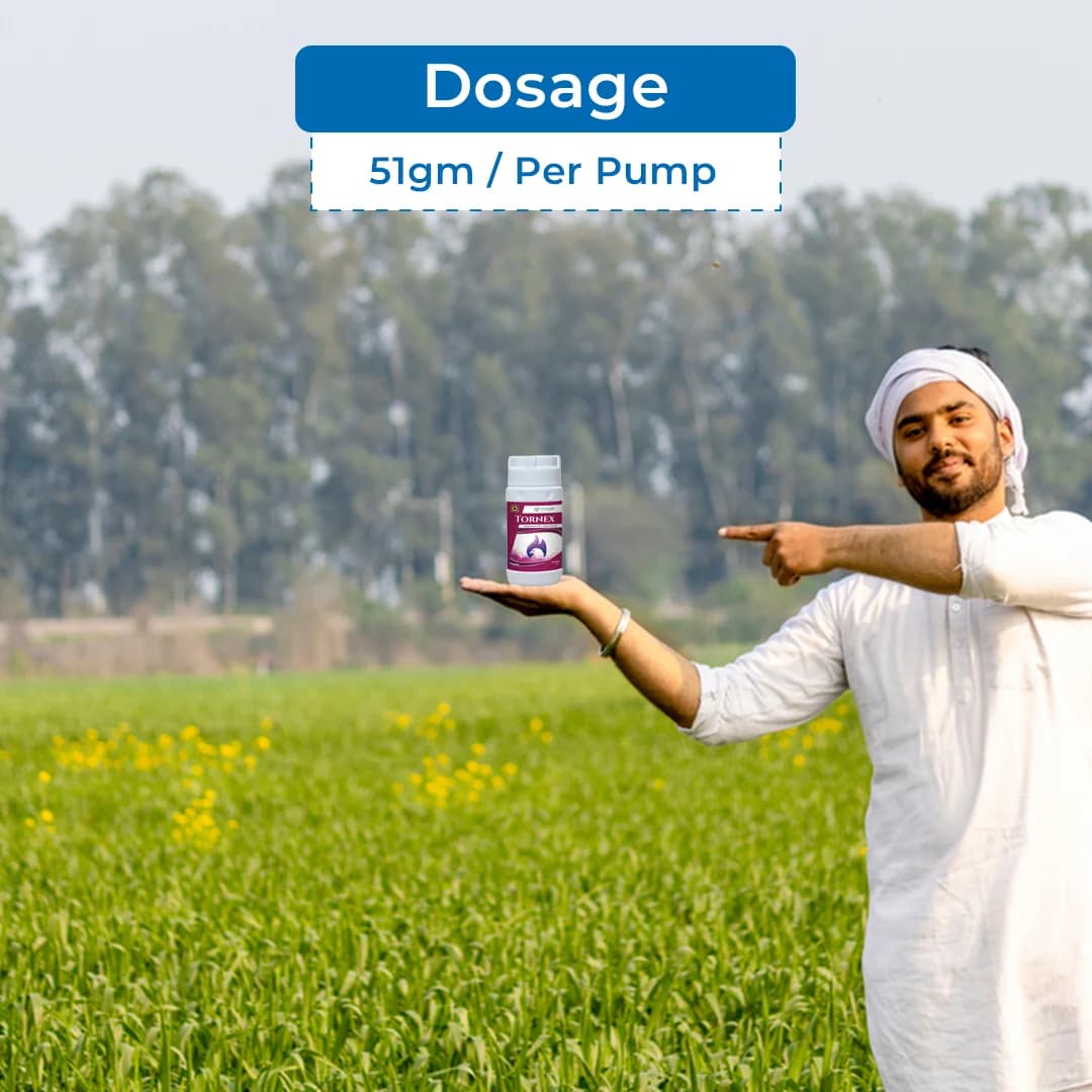 Exylon Tornex Fungicide - Tebuconazole 10% + Sulphur 65% WG - Image 5