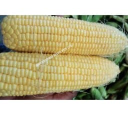 Iris Hybrid Vegetable Seeds F1 Hybrid Sweet Corn Honey Max, Best In Taste. 5