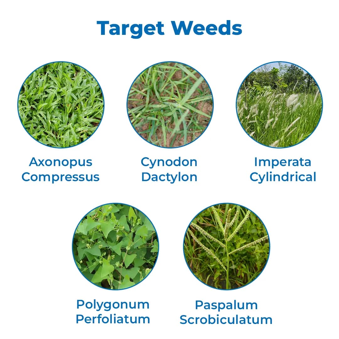 Star Chemicals Glyphogold, Glyphosate 41% SL, Best And Effective On All Types Of Weeds. - Image 3