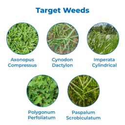 Star Chemicals Glyphogold, Glyphosate 41% SL, Best And Effective On All Types Of Weeds. 3