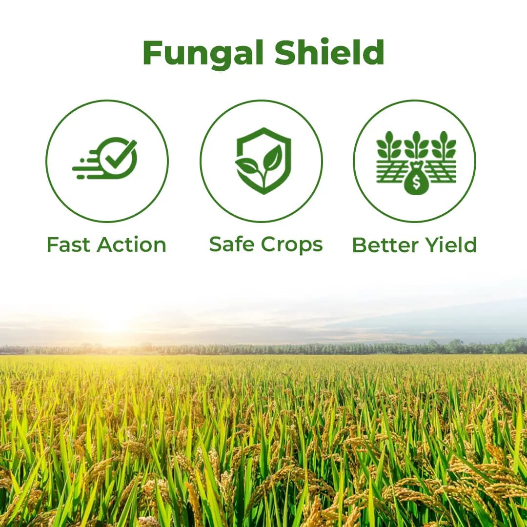 EBS Bhoogol Tricyclazole 75% WP Fungicide, Controls Rice Blast Disease And Inhibits Fungal Growth By Disrupting Melanin Production - Image 3