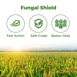 EBS Bhoogol Tricyclazole 75% WP Fungicide, Controls Rice Blast Disease And Inhibits Fungal Growth By Disrupting Melanin Production 3
