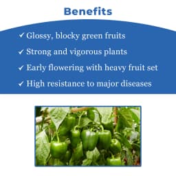 Sagar 11 F1 Hybrid Capsicum Seeds, Popati Segment, High Yield, For Kharif and Summer 4