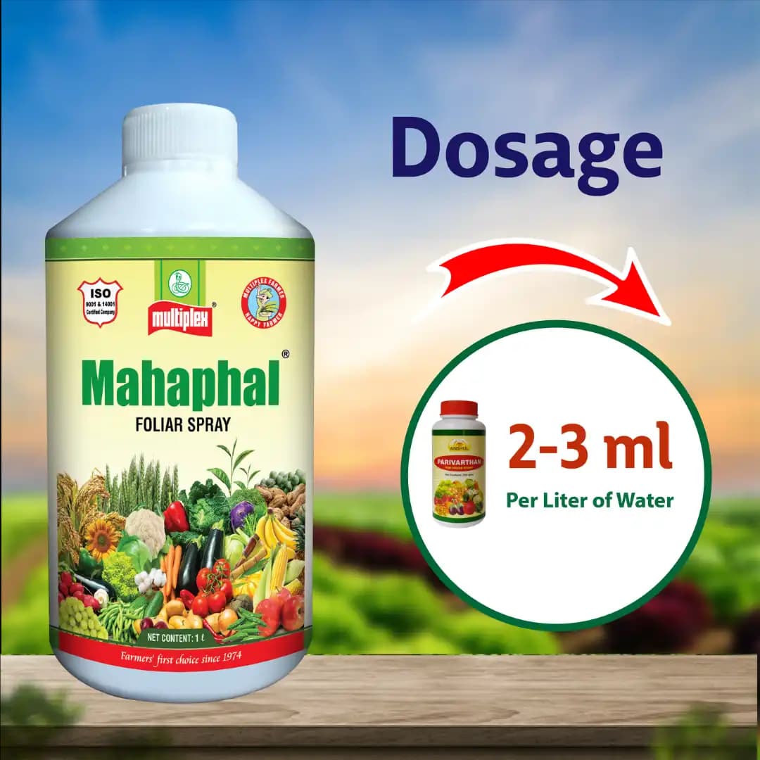 Multiplex Mahaphal Bio Stimulant, Boosts Flowering, Fruit Setting And Disease Resistance - Image 3