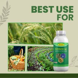 Katyayani Azotobacter Nitrogen Fixing Bio-Fertilizer, Enhancing Soil Fertility and Sustainable Crop Growth 5