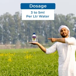 डॉ. बैक्टो का वीबीएम वर्टिसिलियम लेकानी + बियॉवेरिया बासियाना + मेटारिजियम एनिसोप्लियाए, सफेद मक्खियों, मीलीबग्स, थ्रिप्स, और पिनहोल छेदक का नियंत्रण। 5