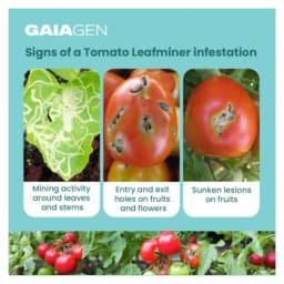 Gaiagen Pheromone Lure For Tomato Leafminer Tuta Absoluta And Insect Water Trap 1.6L, IMO Certified. 3