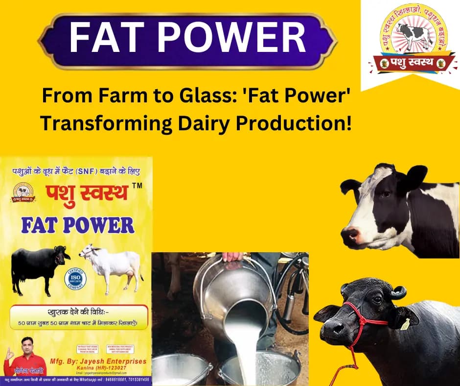 PASHU SVASTH FAT POWER, Animal Health Supplements, Content For Milk Fat & SNF Enhancer For Cattle, Buffalo And Cows - Image 5
