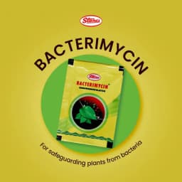 T-Stanes Bacterimycin, Broad-Spectrum Immunomodulator, Protect Your Crops From Bacterial Disease 4