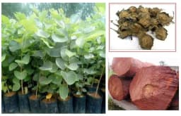 SRI SAI FORESTRY Red Sandal Seeds (Pterocarpus Santalinus , Lal Chandan or Raktachandan) 3