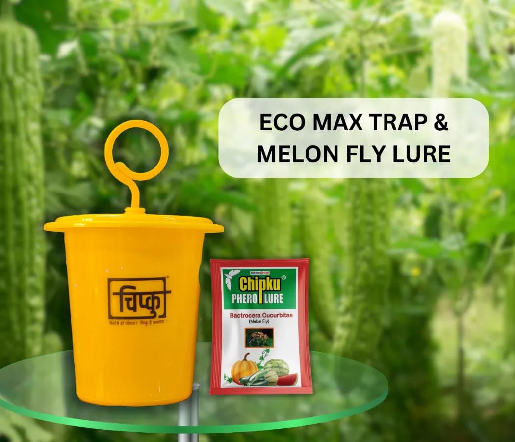Chipku Pheromone Ecomax Trap With Melon Fly Lure (Bactrocera Cucurbitae) Feeding By The Larvae. For Gourds, Pumpkin, Tomato, Water Melon, Zucchini - Image 2