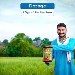 EBS Coxy-50 Copper Oxychloride 50% WP Fungicide, Broad Spectrum That Controls Fungal And Bacterial Diseases 5