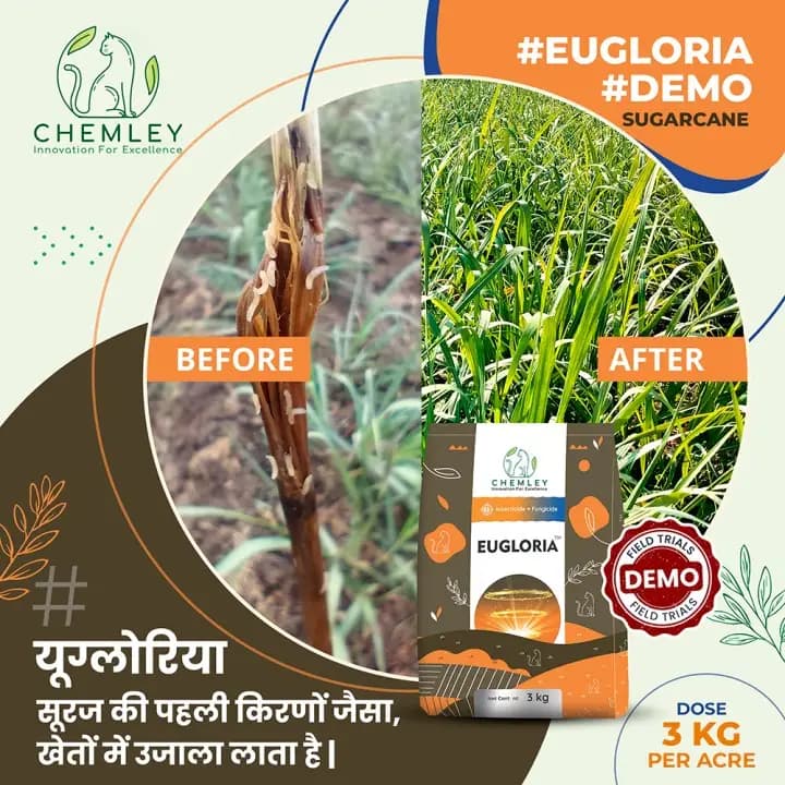 Chemley EUGLORIA Chlorantraniliprole 0.64% + Tebuconazole 3% + Clothianidin 1.92% GR Insecticide + Fungicide, Efficient For Pests And Disease Control - Image 6