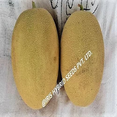 Iris Hybrid Fruit Seeds F1 Hybrid Musk Melon-123, Karbooja Ke Beej, Best In Seed. - Image 3