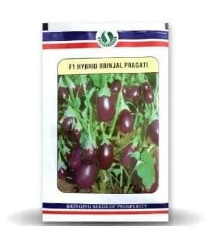 Sungro Pragati F1 Hybrid Brinjal Seeds, Chu Chu Seeds, Purple Color Fruit and Oval Shape
