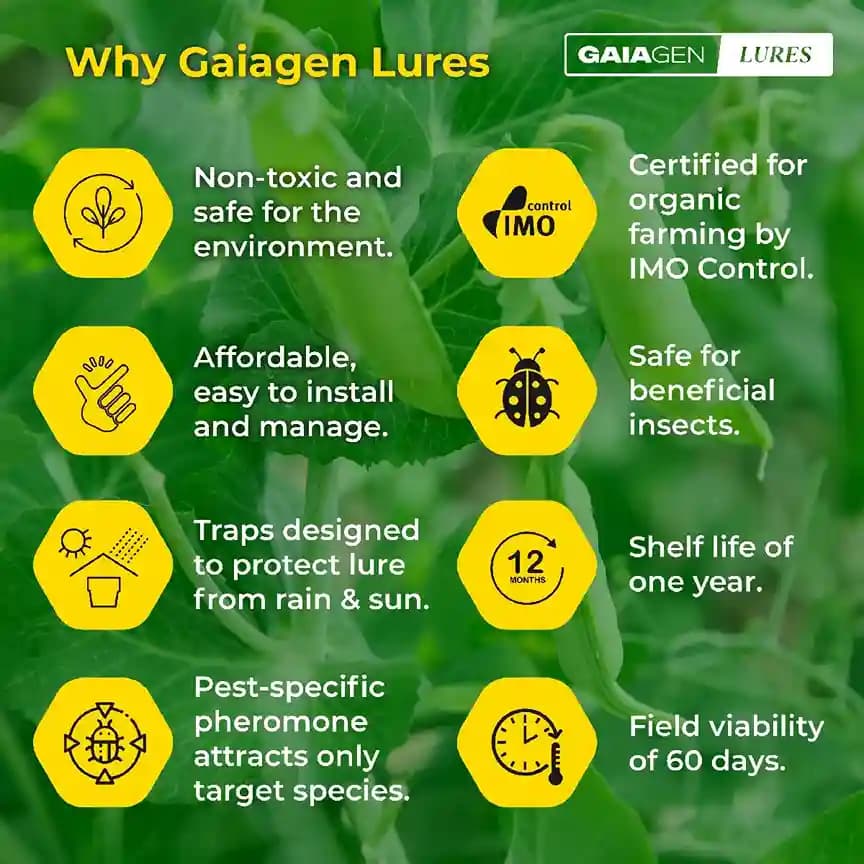 Gaiagen Pheromone Lure For American Bollworm (Helicoverpa Armigera) And Insect Funnel Traps, IMO Certified - Image 4