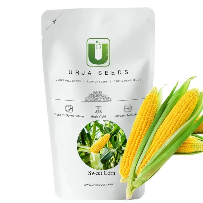 Urja Sweet Corn F1 Amaze Seeds, Golden Yellow Colour and Very Sweet In Taste - Image 1
