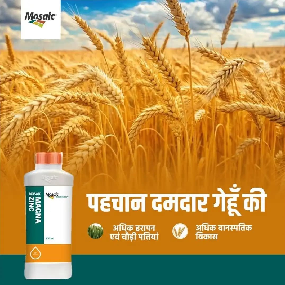 Mosaic Magna Zinc 39.5% Zinc Liquid Foliar Nutrition, Zinc Deficiency Correction And Enhanced Crop Growth - Image 2