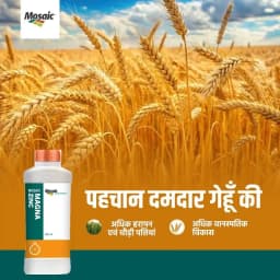 Mosaic Magna Zinc 39.5% Zinc Liquid Foliar Nutrition, Zinc Deficiency Correction And Enhanced Crop Growth 2