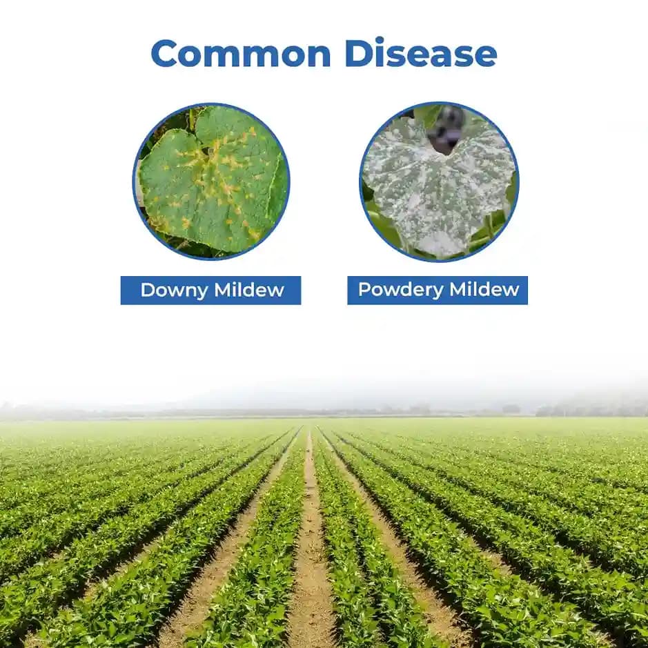 Cubic NPK 00:52:34 Water Soluble Fertilizer, Mono Potassium Phosphate (Highly Concentrated Source Of Both Phosphorus And Potassium) - Image 3