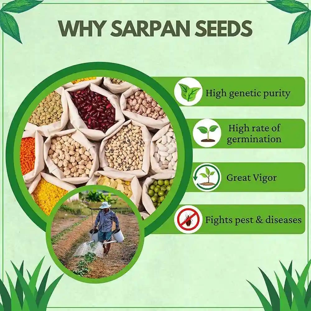 Sarpan Kudachi 501 Brinjal Seeds - (Baingan Seeds) Nonspiny and Green Striped, Oblong Fruit