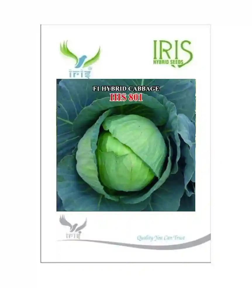 Iris Hybrid Vegetable Seeds, F1 Hybrid Cabbage IHS-801, Attractive Green Color - Image 4