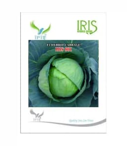 Iris Hybrid Vegetable Seeds, F1 Hybrid Cabbage IHS-801, Attractive Green Color 4