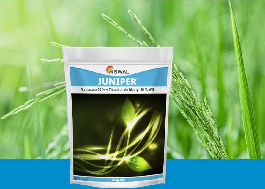 Swal Juniper Thiophanate methlyl 25% + Mancozeb 50% WG Systemic and Contact Fungicide - Image 2