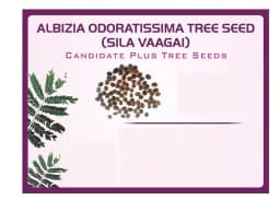 Pioneer Agro Albizia Odoratissima (Sila Vaagai) Tree Seed, 100% Natural Seeds. 1