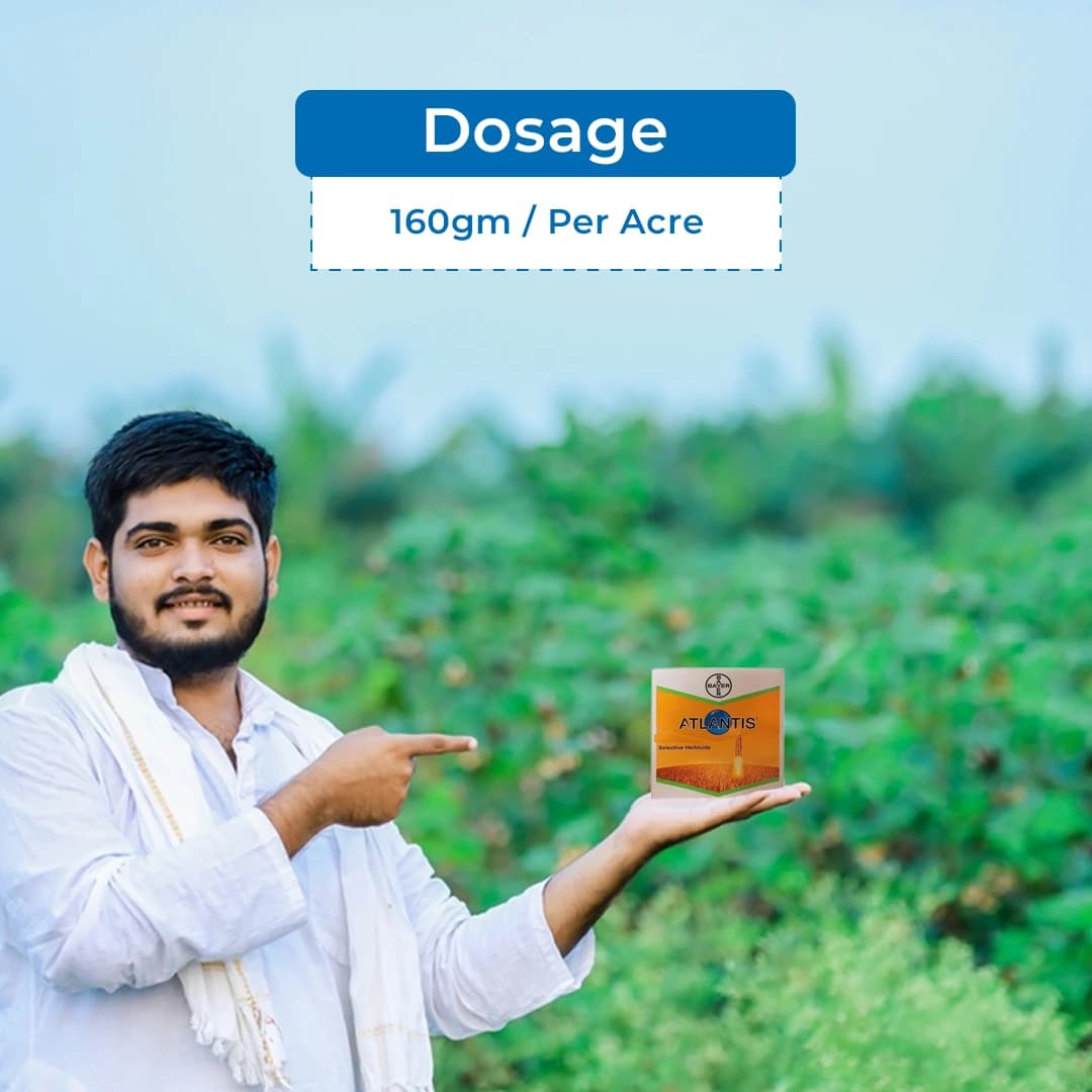 Bayer Atlantis Mesosulfuron Methyl 3% + Iodosulfuron Methyl Sodium 0.6 WDG Herbicide - Image 5