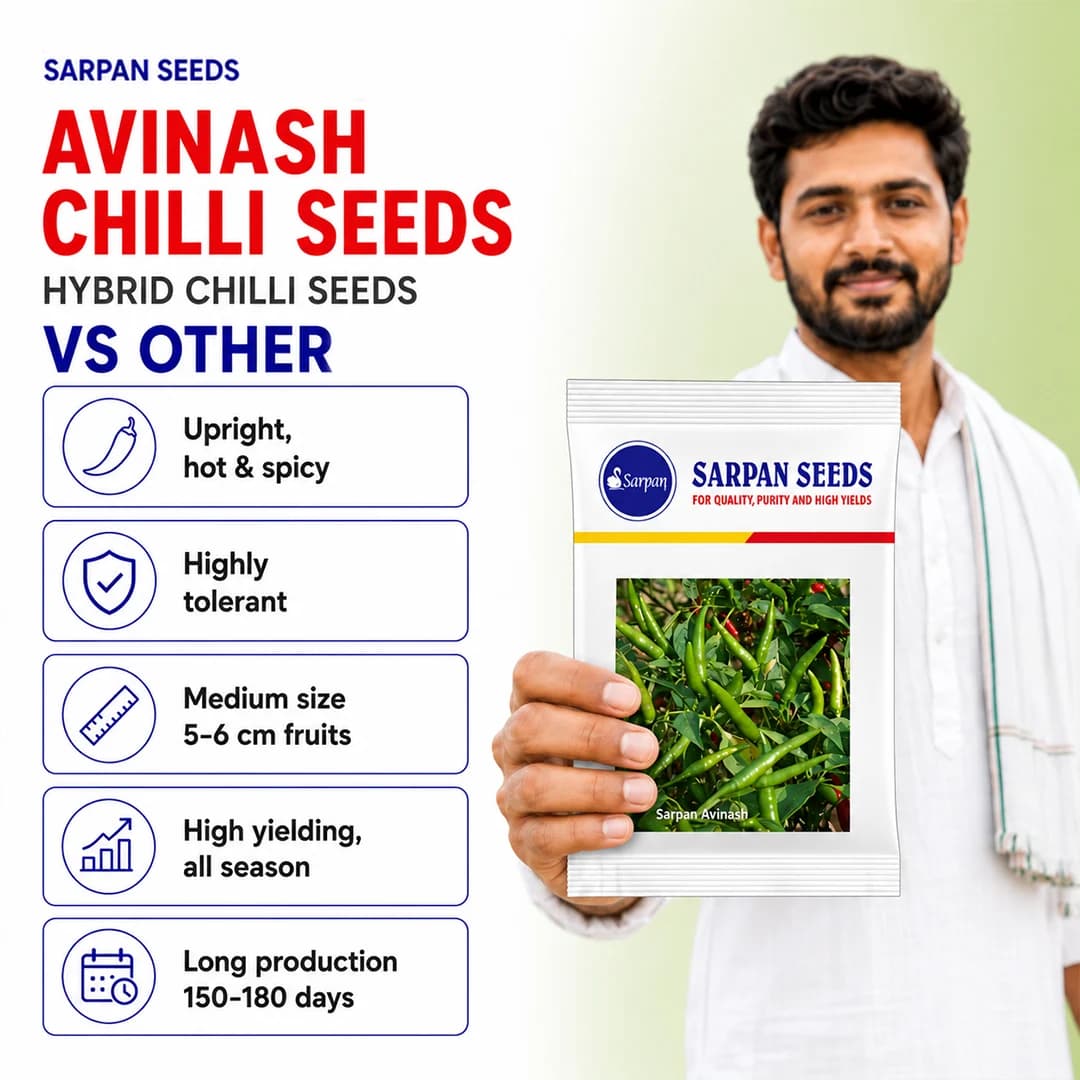 Sarpan Avinash Chilli Seeds, Mirchi Seeds, Hot And Spicy, Highly Tolerant. - Image 2