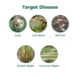इंडोफिल अवतार हेगैक्सोनाजोल 4% + ज़िनेब 68% डब्ल्यूपी, एक अद्वितीय विस्तृत स्पेक्ट्रम कवकनाशी 3