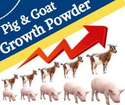 PASHU SVASTH PIG & GOAT GROWTH POWDER, Boost Growth, Weight Gain And Immunity Natural Herbs For Animal 4