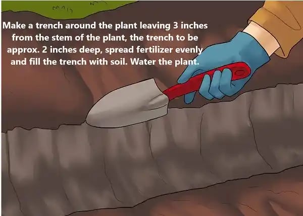 Ecotika Tropical Fruit and Citrus Special, Fertilizer Blend, Free From Bio solids,