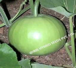 Iris Hybrid Vegetable Seeds F1 Hybrid Mumtaj Bottle Gourd Seeds, Lauki Ke Beej, Available In Different Shape. 1