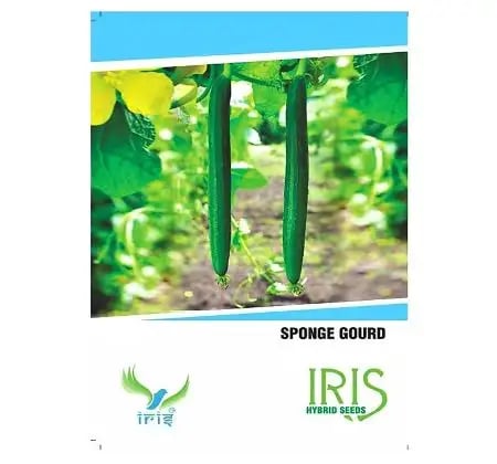Iris Hybrid Vegetable Seeds Sponge Gourd, Gilki, Galka Beej, Nenua Ke Beej (15 Seeds)