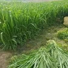 Sri Sai Forestry Bajra Napier Hybrid Grass Seeds, Multi Cut Grass Seed and Animal Fodder 4