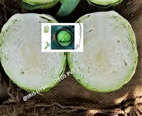 Iris Hybrid Vegetable Seeds, F1 Hybrid Cabbage IHS-801, Attractive Green Color - Image 1