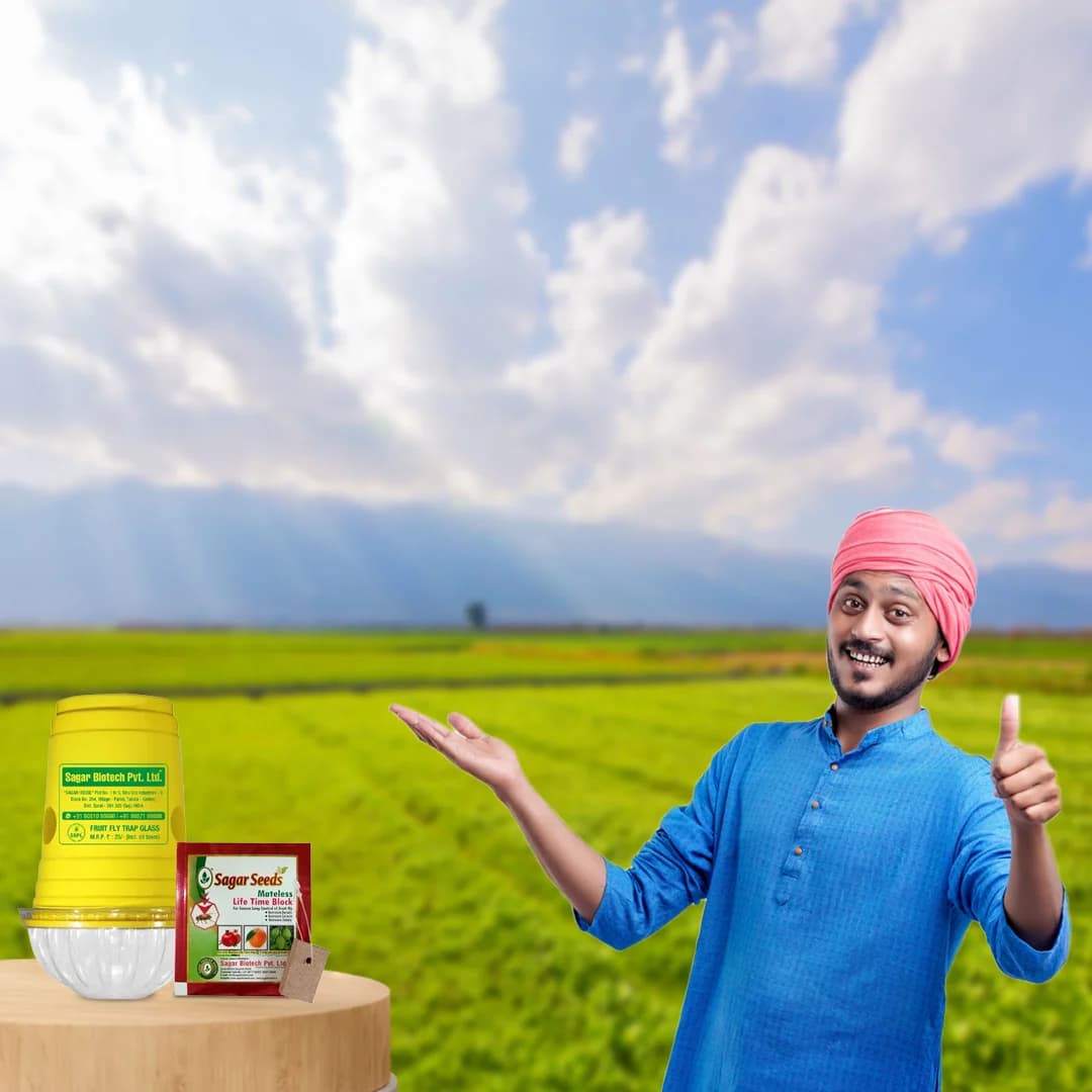 सागर फ्रूट फ्लाई ट्रैप ग्लास, बैक्टोसेरा कुकुरबिटे ल्यूर, प्रभावी खरबूजा और फल मक्खी नियंत्रण - Image 5