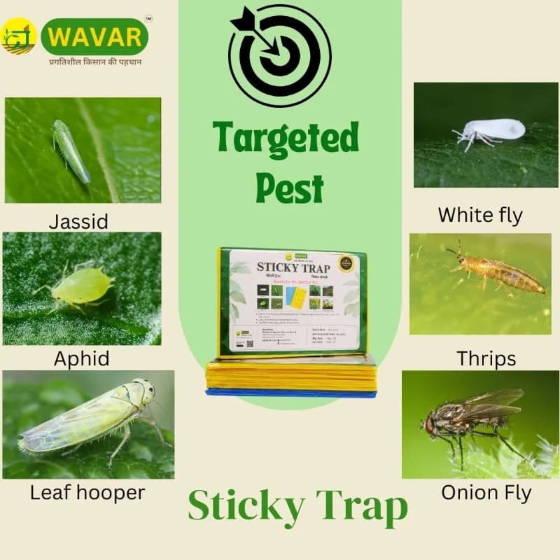 WAVAR A4 Sticky Trap, 12 x 8 Inch, 3mm Thickness, Eco Friendly (Combo Of 20 Yellow + 5 Blue) - Image 3