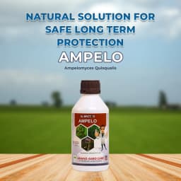 Dr. Bacto\'s Ampelo (Ampelomyces Quisqualis) Effective On Powdery Mildew of Fruits and Vegetable Crops 2